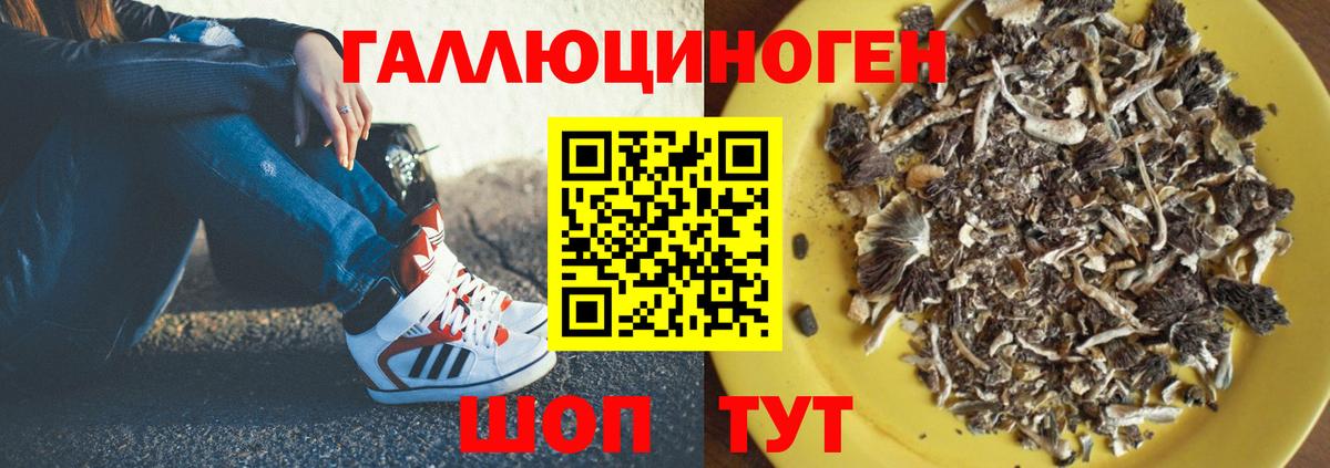 Псилоцибиновые грибы Psilocybe Назрань